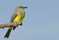 Tyrannus melancholicus